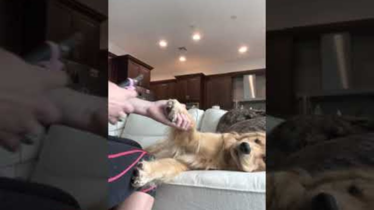 Good Pup Gets Pawdicure ViralHog YouTube