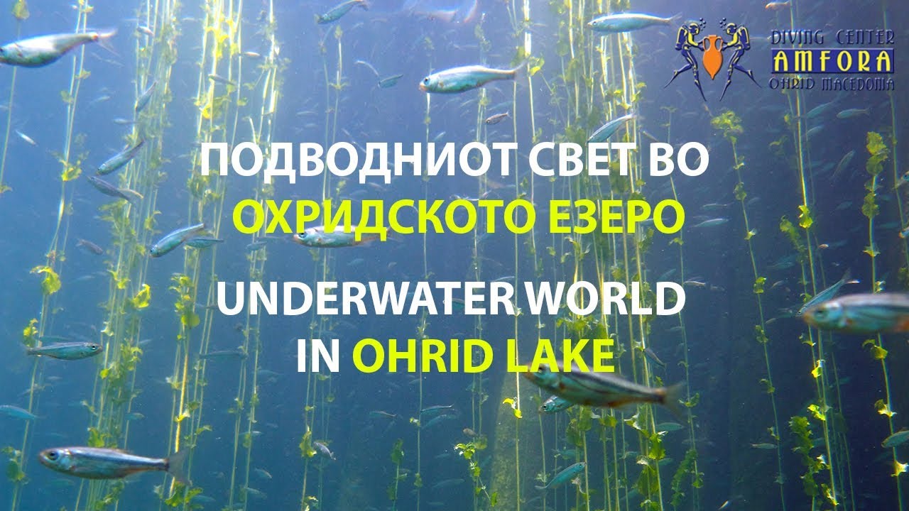 Подводниот свет во Охридското Езеро | Документарен филм | Нуркачки Центар Амфора