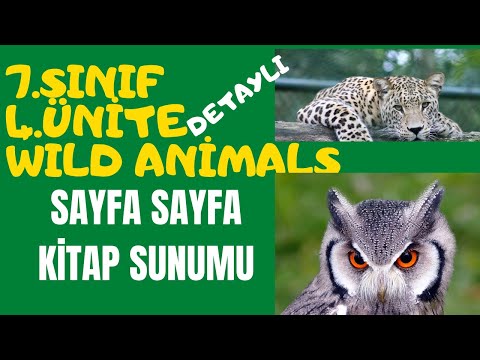 7sınıf U.4 Wild Animals - Sayfa Sayfa Anlatım