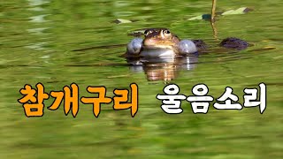참개구리 울음소리 l Black-spotted pond frog sound #healing #nature