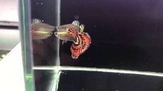 Platinum Red Mosaic Guppy