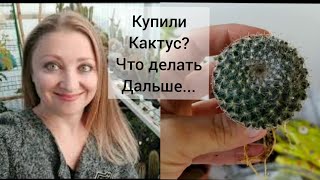 Вы купили Кактус 🌵Что делать дальше??