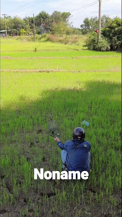 bẫy chòe đất thăng như hút mật đá lụp trên tay