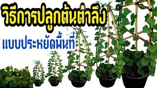 วิธีการปลูกตำลึง แบบประหยัดพื้นที่ เก็บกินได้ตลอด How to grow Ivy Gourd