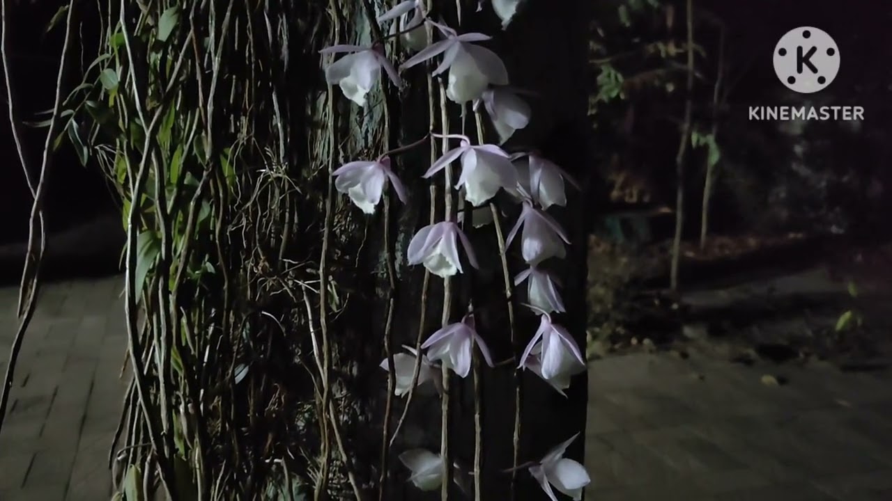 Orchid flower viringu nilkunnu