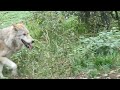 Captive Wolf Bigass Forest Doggo Captive Wolf Bigass Forest Doggo