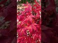 Oridono Nishiki fall colors. #acerpalmatum #japanesemaple #fallcolors #acer