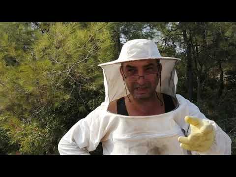 Ağustos ayı kovanlar