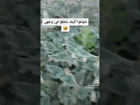 نبات قث الحمار