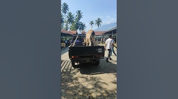 sapi lucu, sapi joget naik mobil pick up #shorts #sapi #lembu