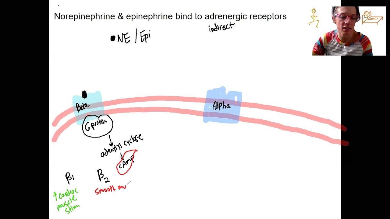 14.6 chemical signaling - YouTube