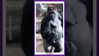 Gorilla Showing Her Baby To A Human Mother