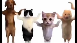 Animal Dance Video [No Copyright] #Animal #Animaldance #Dancevideo #Animal