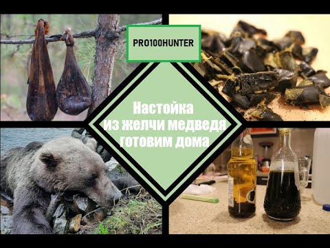 Настойка из медвежьей желчи - YouTube