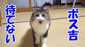 見た目とギャップのあるボス猫のかわいい鳴き声 Cute Boss Cat S Meow There Is A Gap Between Looks And Meow Youtube