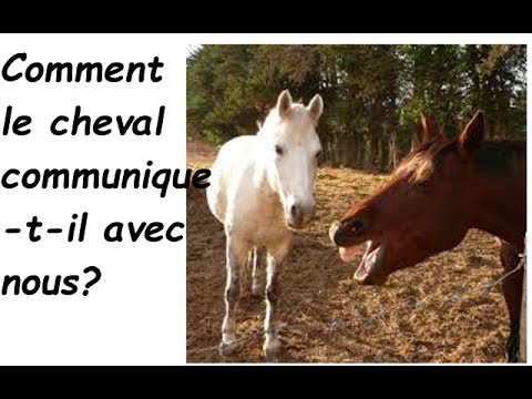 Comment entrer en connection avec son cheval?