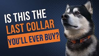 NonStop Dogwear Cruise Collar Review