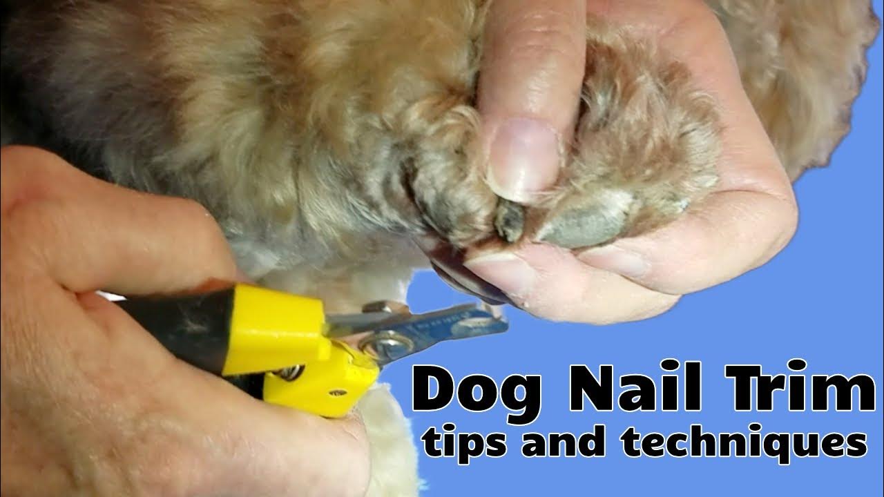 Nail Trim Tutorial YouTube