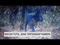 Penampakan 3 Ekor Macan Tutul Jawa Terekam Kamera