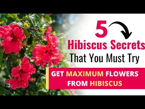 Wideo: Warunki świetlne dla hibiskusa: Dowiedz się więcej o wymaganiach świetlnych hibiskusa