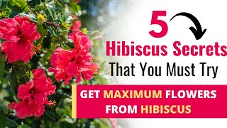 Growing Gorgeous Hibiscus (5 MUST DO TIPS) screenshot 3