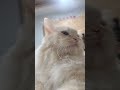 치이씨 얼굴의 변화 과정 ㅋㅋ #김치이 #노르웨이숲고양이 #cat #놀숲 #고양이 #1주년 #귀여워 #사랑스러운#미안#빡침#cute cat#표정관리