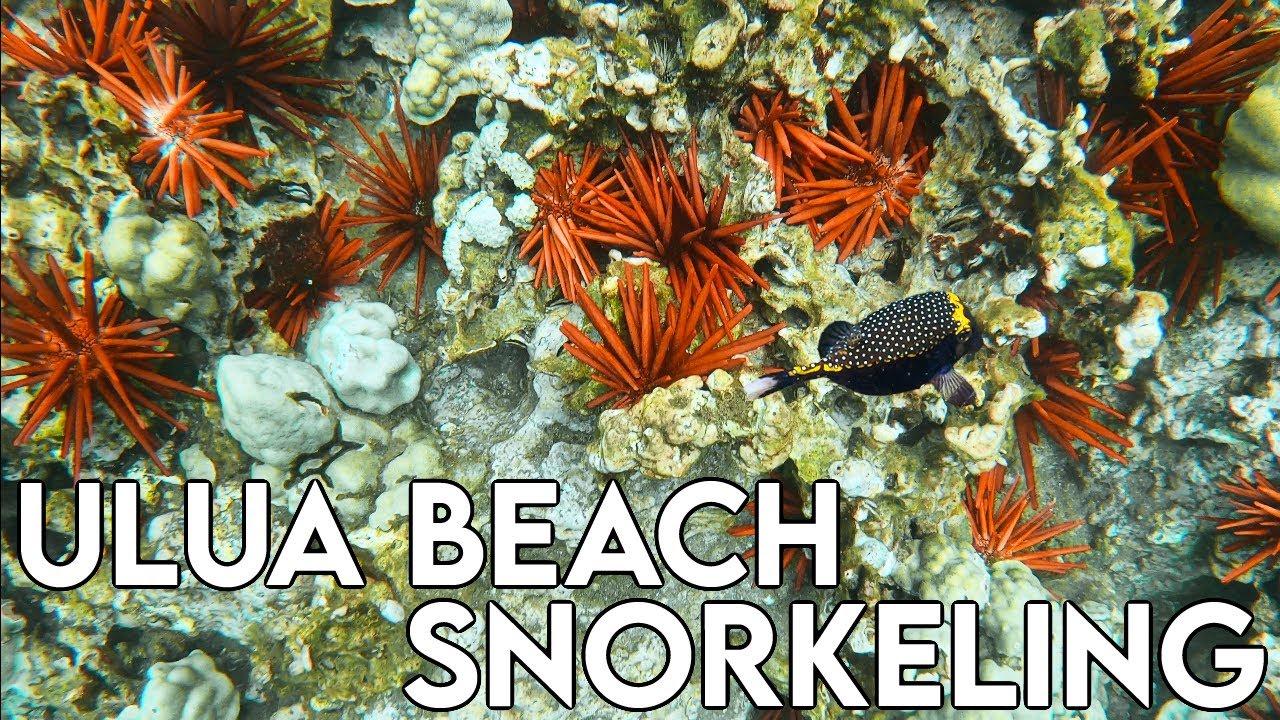 Ulua Beach Maui Snorkeling Spots HAWAII Best places to snorkel