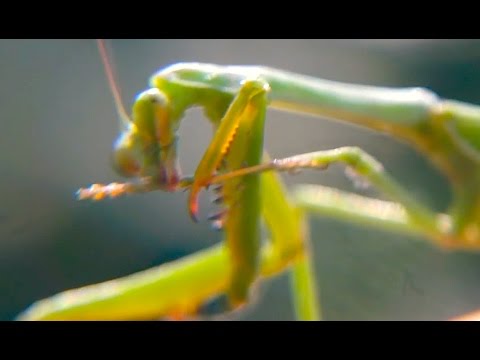 Praying Mantis HD Alien Bug Mantis Mantodea AWESOME BUGS