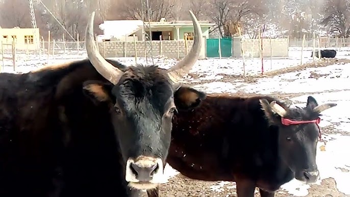 Most Dangerous Yak Bull Meeting Amazing 😍 || Village Animals ||