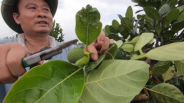 Cách cắt đọt mít thái siêu sớm sau 1 thời gian trồng | Trường Phạm