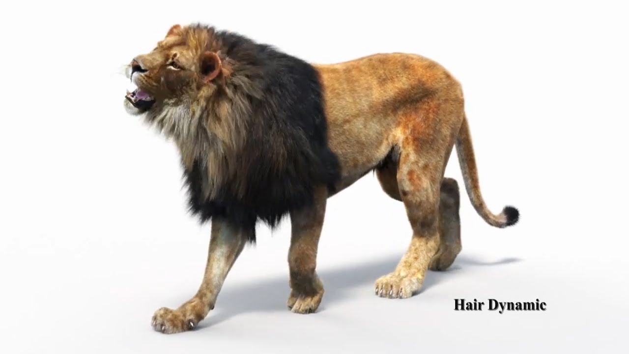 Lion 3d Model Animated - Furry, White Color | @PROmax3D - YouTube