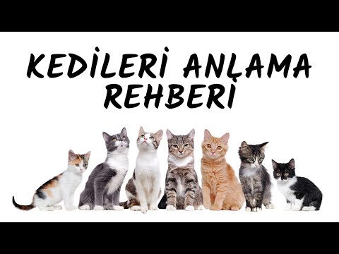Video: Hayvanlar Ticklish mı?