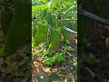 #Chili #MyVegetableGarden #MyRuralLife #satisfying #creativesurvival