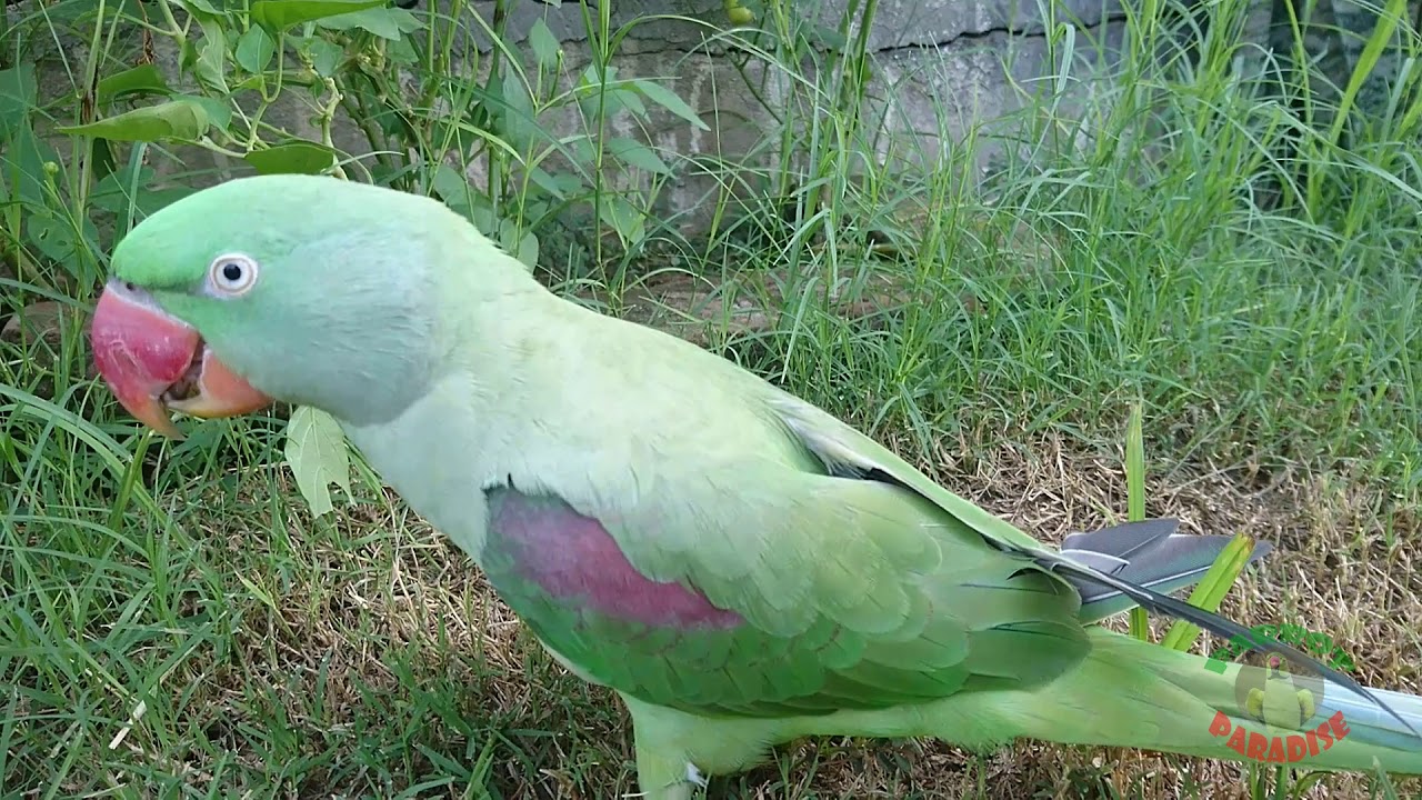 Raw Parrot Tries Hot Jalapeno YouTube