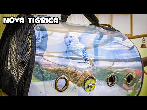 Siva tigrica prvi put leti u volijeri | Uzbudljivo iskustvo!