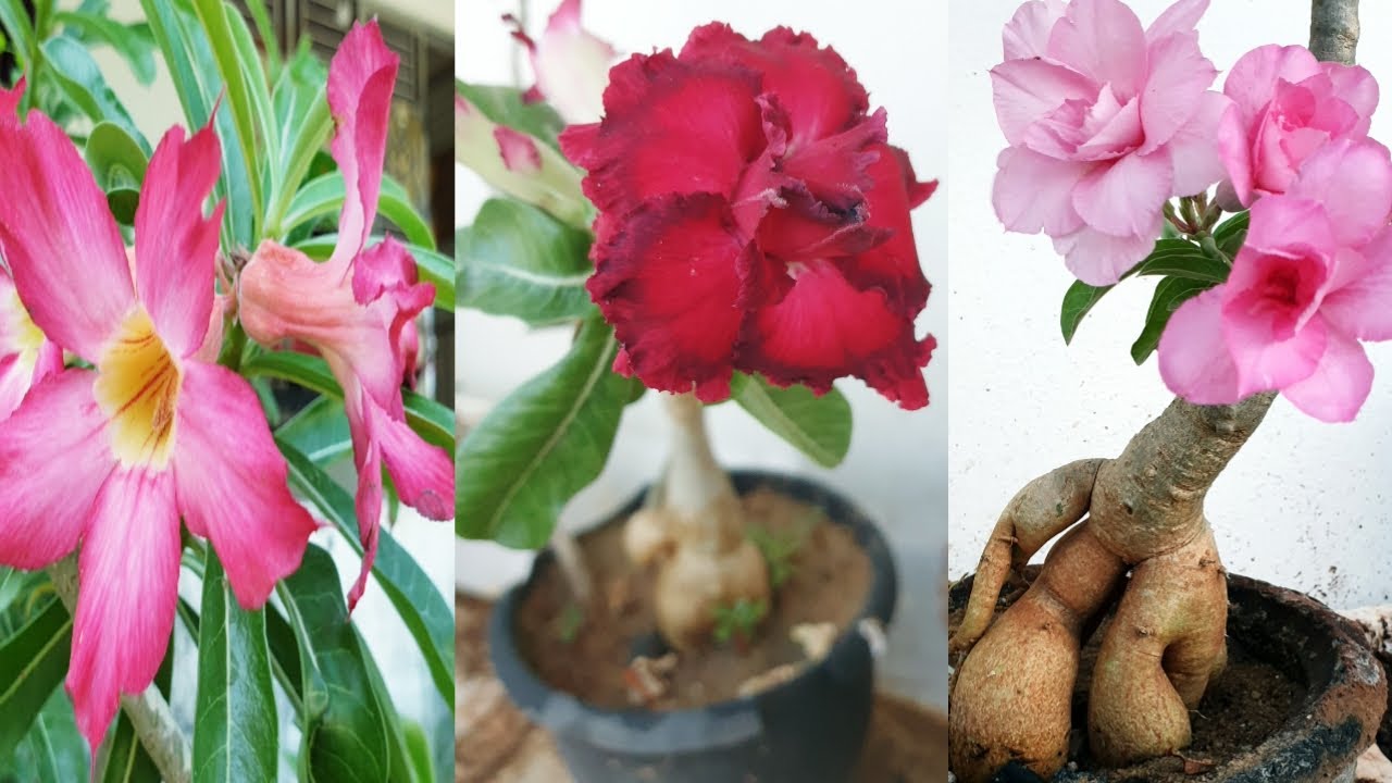 Adenium plant care in tamil/ how to grow dessert rose in Tamil/ dessert rose propagation in