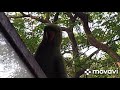Birds Friends of Sonu