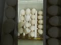 egg incubator for 16eggs🥚🥚🥚