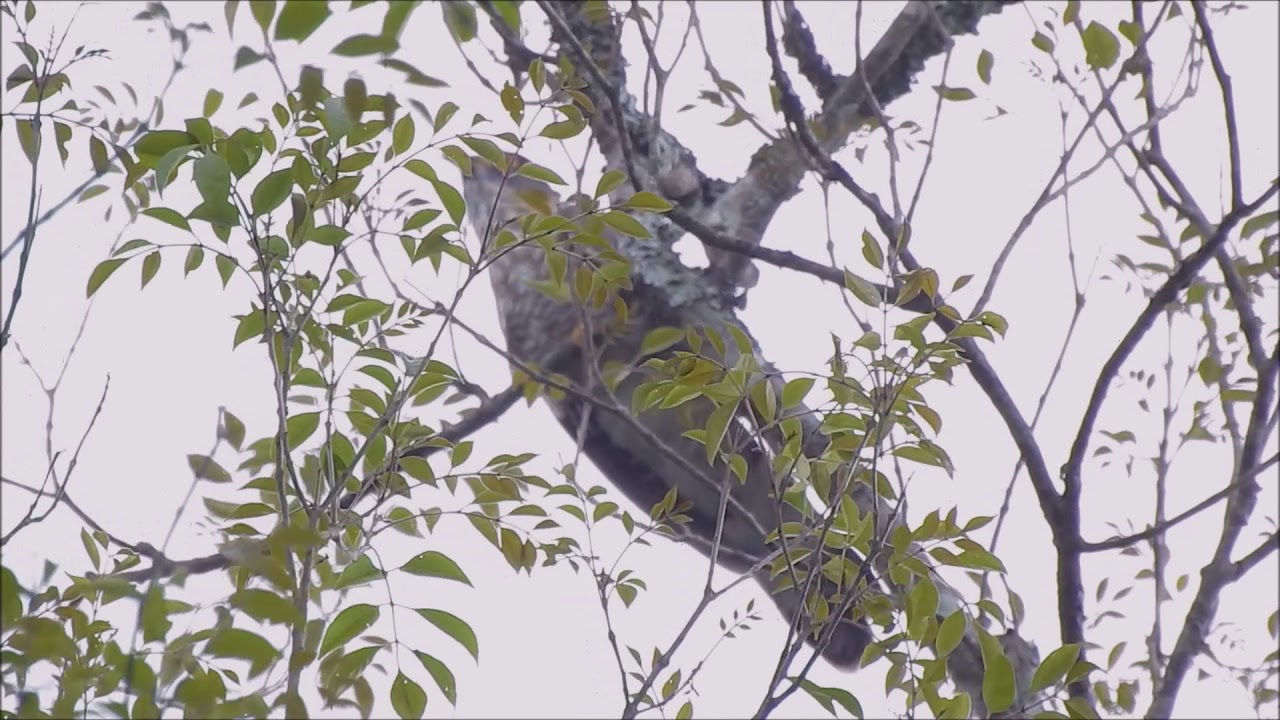 大鷹鵑 宏亮的叫聲 Large Hawk-Cuckoo ジュウイチ - 5MAY, 2020 