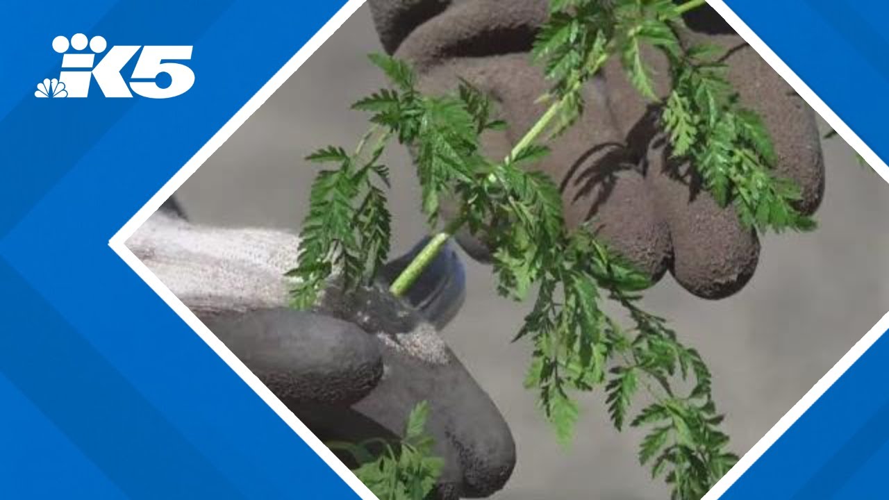 How to spot 'poison hemlock' in your yard — and get rid of it