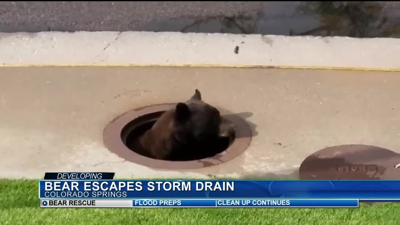 Bear escapes storm drain - YouTube