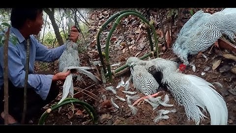 easy how to create trap to catch silver pheasant in the jungle