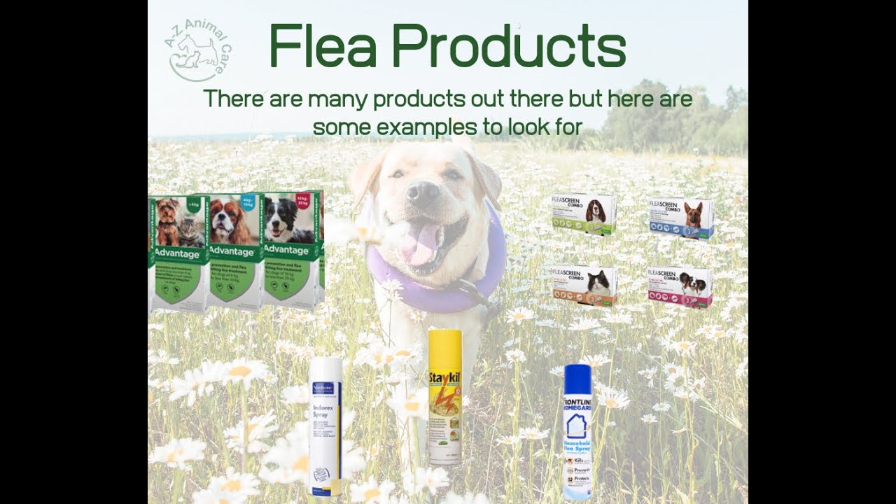 How to find and treat Fleas on your Dogs and Cats - YouTube