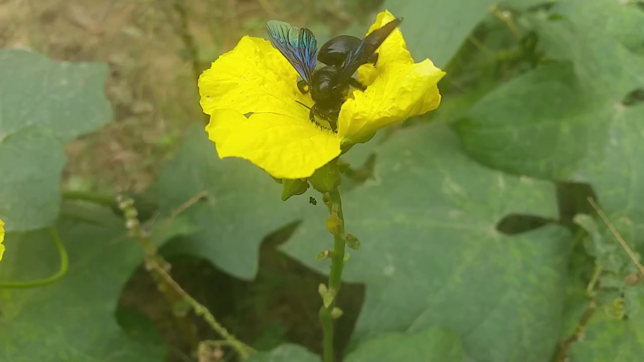 Black bumble bee drinking fresh flower juice YouTube