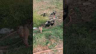 Rooster In Village Morning Village Life