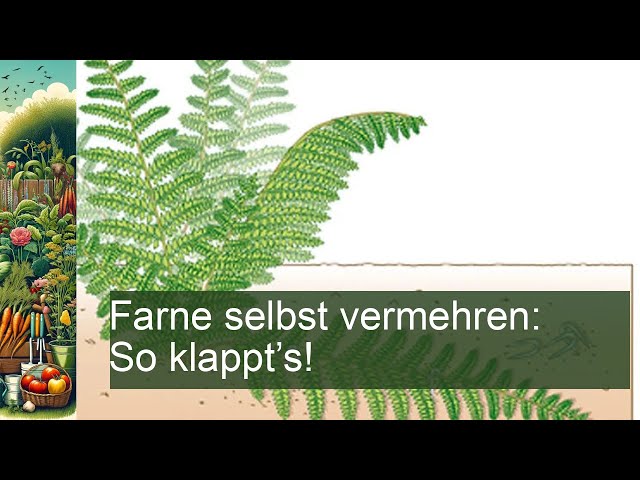 Farne vermehren: So klappt's! - YouTube