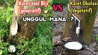 Seed-Grown Rubber vs. Grafted Rubber | Which is Superior?