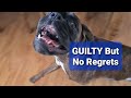 Naughty Boxer Guilty But Has NO REGRET! ☹️ Fortunately For Him - He's Still A Cutie! 😍