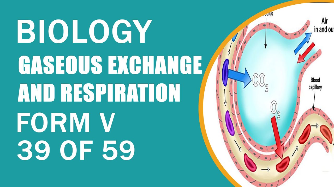 39:59 BIOLOGY FORM V GASEOUS EXCHANGE AND RESPIRATION 39 OF 59 - YouTube
