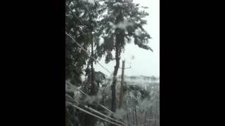 Tree branch falls on power lines
